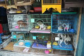 What Is a Puppy Mill?